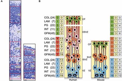 The Role of the Extracellular Matrix in Neural Progenitor Cell Proliferation and Cortical Folding During Human Neocortex Development